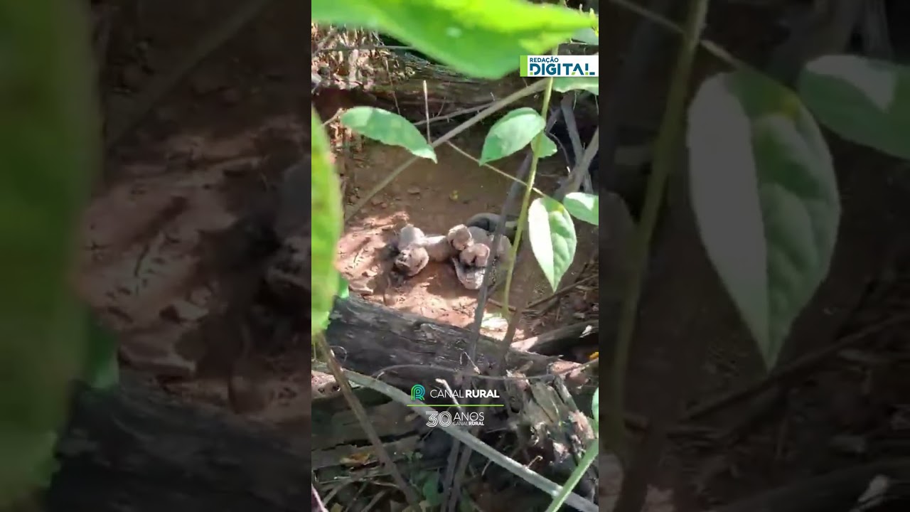 Gueparda nascida na Índia dá à luz cinco filhotes em parque nacional
