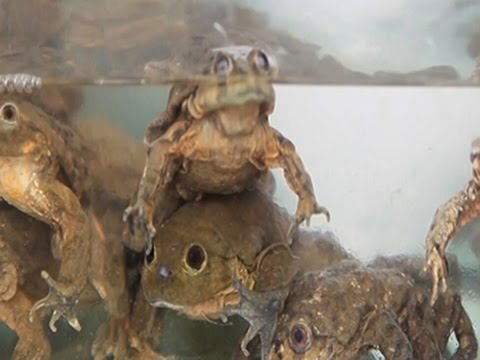 Peruvians Drinking Away Existence Of The Endangered Titicaca Water Frog