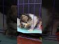 Cute kittens trapped and tangled are really cute #cat #kucingterlucu #catlover #kitten #funny - Republic Of Cat Cute kittens trapped and tangled are really cute #cat #kucingterlucu #catlover #kitten #funny
