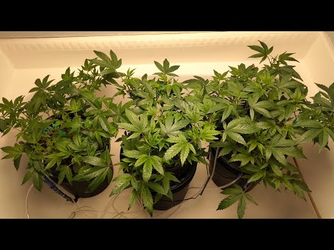 HOW TO ADJUST YOUR PH & PPM IN YOUR HYDROPONICS CANNABIS GROW 🪴