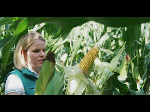 GLUTEXO - Zwei Kornreihen voraus