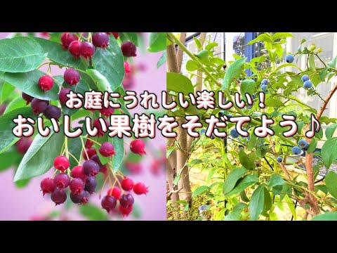 どの果樹からどの植物に収穫するか、梨を収穫するか、秋