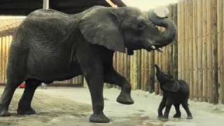 A bouncing baby... elephant