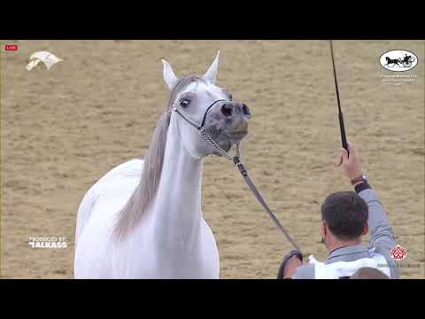 N 56 HAYA UMM ALUDHAM   6th Qatar Nat  Arabian Peninsula HS for individual Owners   Fillies 3 Years