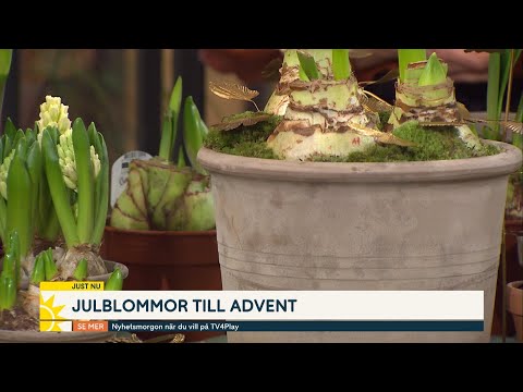 ”Den som inte lyckas med amaryllis kan gå över till plast” - Nyhetsmorgon (TV4)