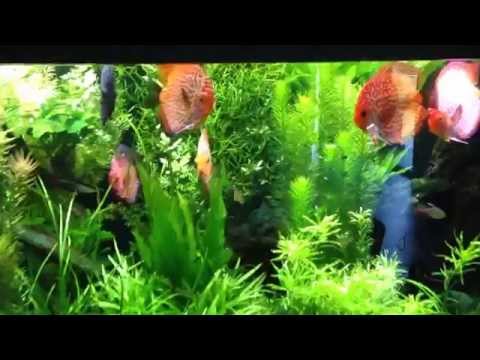 Évolution de mon aquarium de discus de 2000 Litres