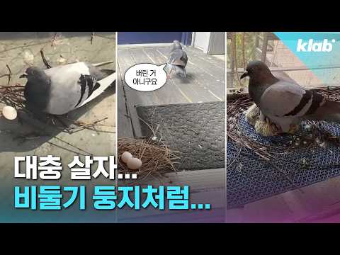 비둘기는 둥지를 왜 이렇게 지을까?｜크랩