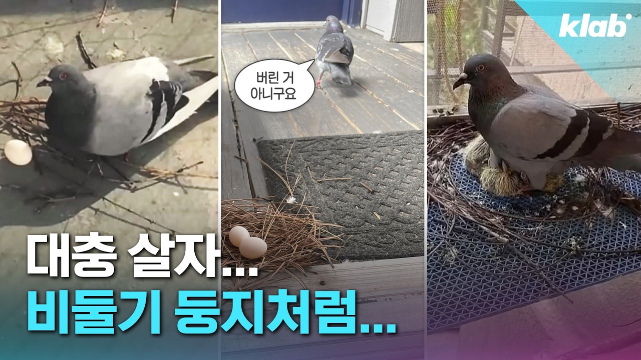 비둘기는 둥지를 왜 이렇게 지을까?｜크랩