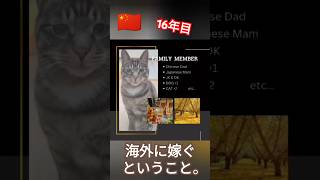 中国にお嫁に来て16年ともなると生活はこんな感じです。#国際結婚 #中国語 #犬猫がいる生活#海外生活