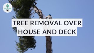 Pool Deck Tree Removal | Tree Services in Orlando, Florida