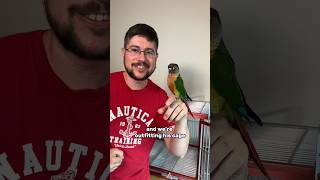 Green Cheek Conure new cage set up perches and toys #parrot #bird