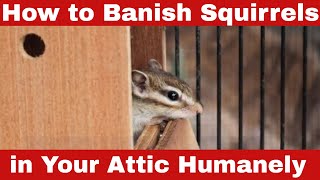 End Squirrel Chaos! How to Get Rid of Squirrels in Attic Easily!