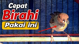 Download lagu Prenjak Muda Bakal Cepat Birahi Dengan Cara ini || Cara menaikan birahi prenjak muda mp3 Download lagu Prenjak Muda Bakal Cepat Birahi Dengan Cara ini || Cara menaikan birahi prenjak muda mp3