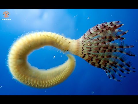 Vídeo de Branchiomma bombyx
