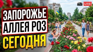 Запорожье АЛЕЯ РОЗ В ГОРОДЕ !!!