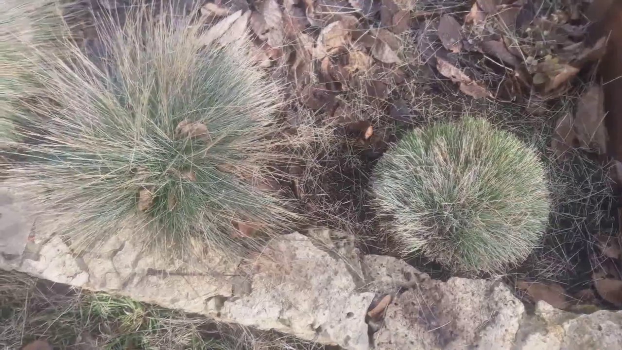 Овсяница Сизая Купить Семена