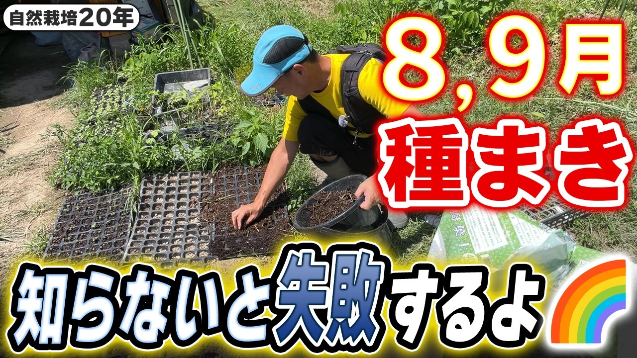【自然栽培】晩夏・初秋の種まきは乾燥対策が鍵!失敗を防ぐ土選びと管理法