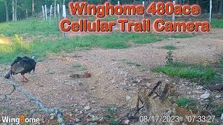 Trail Cam Tuesday - September 24, 2024