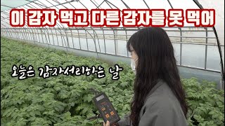 이 감자 먹고 이제 다른 감자는 못 먹겠어요 미안해 수미야!! 염류가 강한 계화간척지에서 재배한 금선!!!