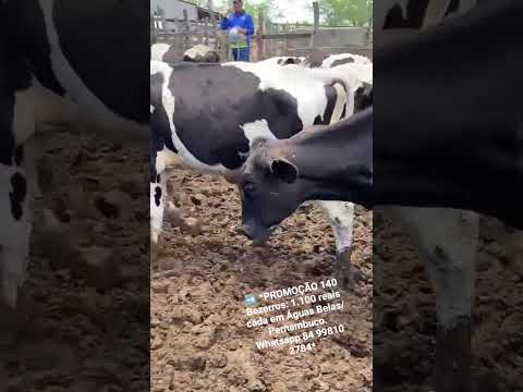 140 Bezerros: 1.100 reais cada em Águas Belas/  Pernambuco. Whatsapp 84 99810 2784*#gado