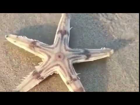 ヒトデはどうやって動くの?