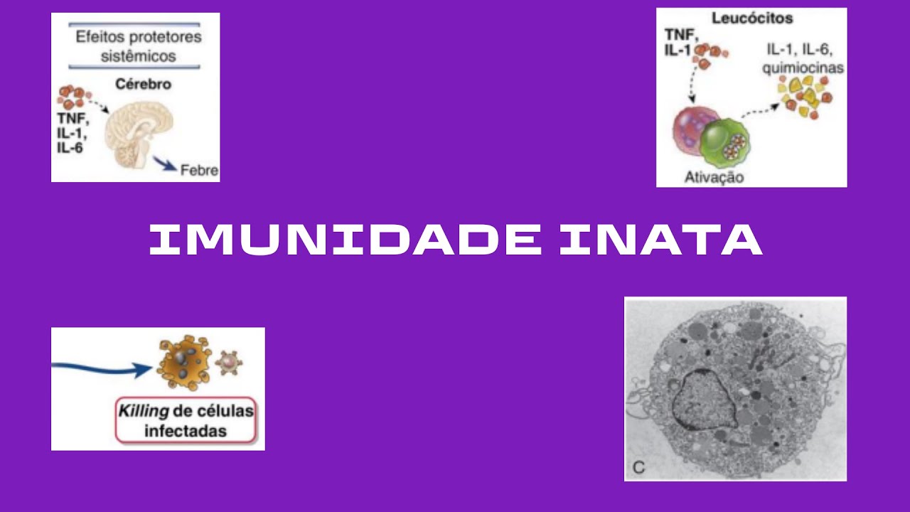 IMUNIDADE INATA: TUDO QUE VOCÊ PRECISA SABER!