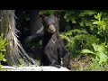 Bear Feeding Overdrive Bears On The Black Run BBC Studios