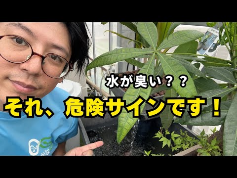 堆肥が臭いのはなぜですか?悪臭を防ぐために避けるべき5つの間違い  庭園