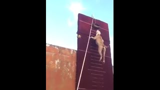 Insane Dog Jump - Amazing Extreme Skill