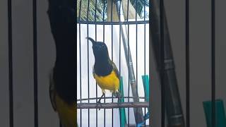 Download lagu suara merdu burung sogon mp3 Download lagu suara merdu burung sogon mp3