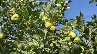 Elmada ilaçlama hataları