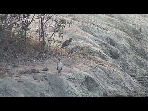 Djuma: Water Thick-knees and then Blacksmith Lapwing sitting on nest - 07:36 - 08/26/2023
