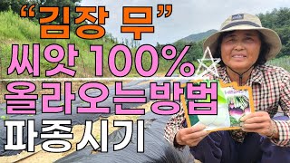 김장무우 발아율 100% 심는시기 씨앗파종방법 - Kimchi-making radish sowing