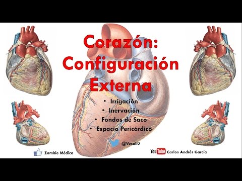 Anatomy - External Configuration of the Heart (Faces, Borders, Relationships, Precordial Area)