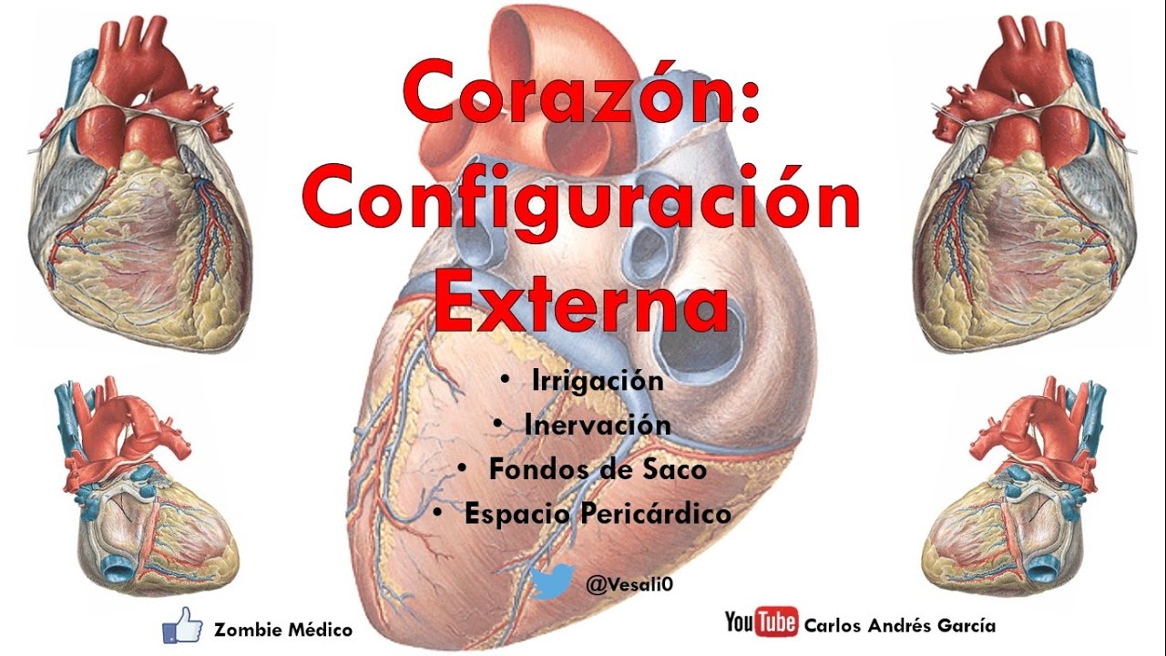 Anatomía - Configuración Externa del Corazón (Caras, Bordes, Relaciones, Área Precordial)