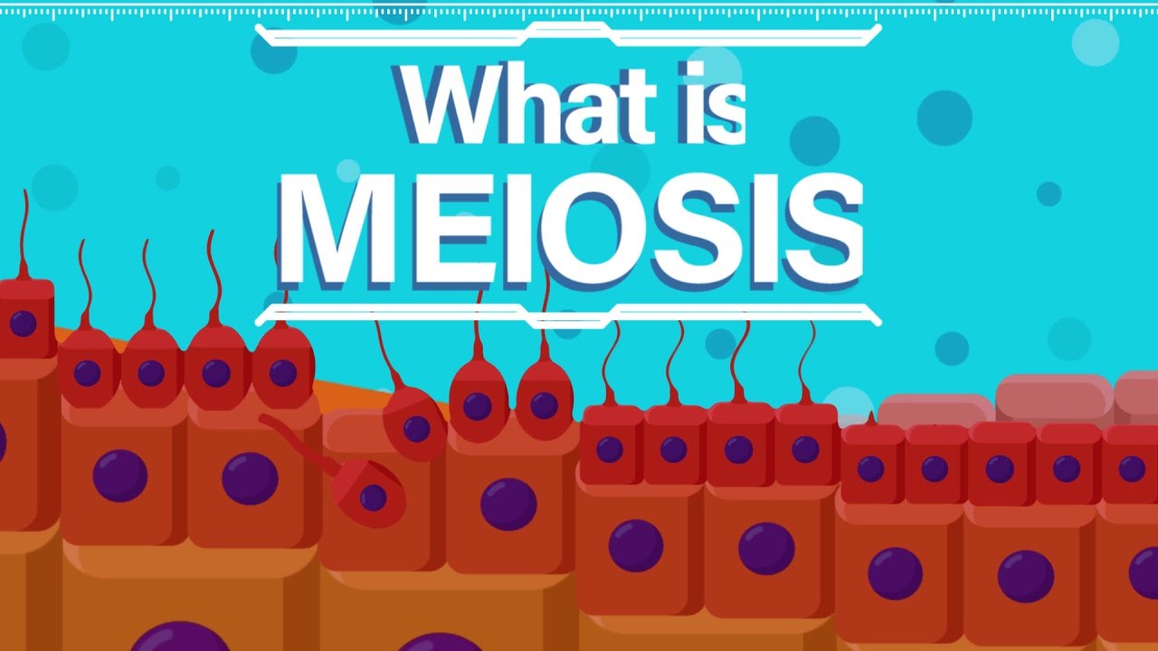 What is Meiosis?