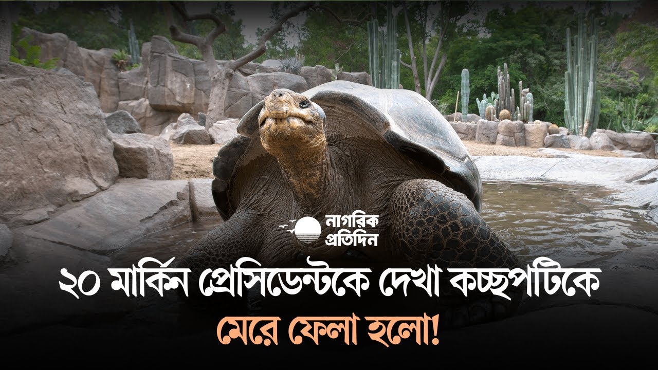 মেরে ফেলা হলো ঐতিহাসিক কচ্ছপটিকে