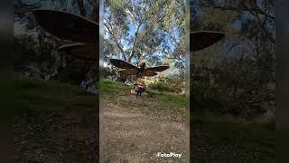 Download lagu History of Myee Bogong Moth!!! mp3