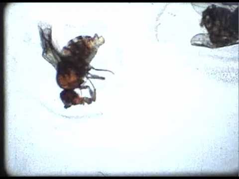 Fruit Flies (2010) by Christine Lucy Latimer