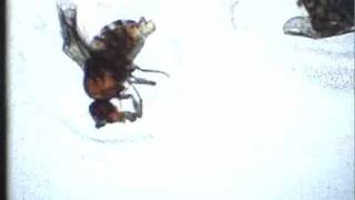 Fruit Flies (2010) by Christine Lucy Latimer