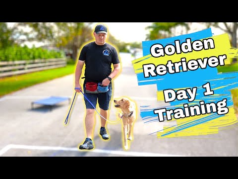 Golden Retriever Puppy Training Day 1