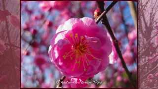preview picture of video 'Aodani Bairin: Plum Blossom Matsuri in Joyo City!'