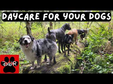 🐕‍🦺💜 Daycare for your dog!  Dogs can't resist this Video! 🐕‍🦺🐕🌦🌲