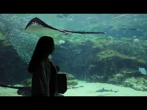 九十九島水族館　海きらら