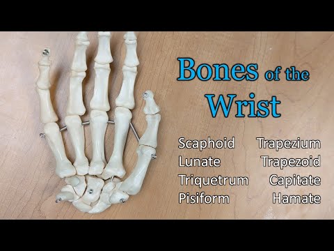 Carpals (bones of the wrist) with diagram