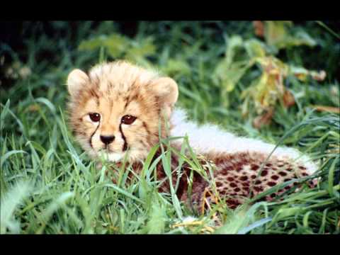 Bingo Players -Rattle vs Devotion (GiorgioRicca Mashup)