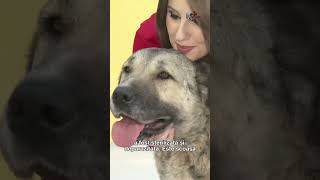 #PetStory : Paloma, un suflet abandonat din cauza aparențelor #digi24