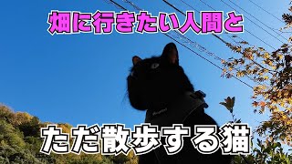 【久々更新で謎企画】猫と畑に行けるのか！？