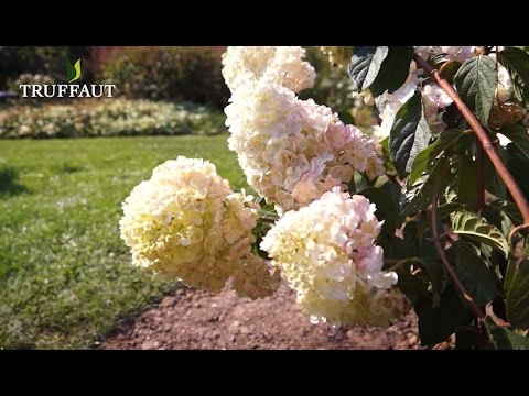 Comment tailler un hydrangea paniculata ? - Truffaut