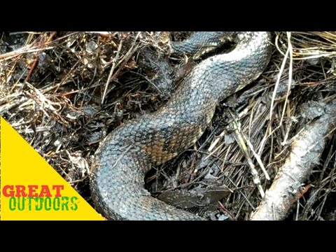 Big cottonmouth venomous snake den hibernation